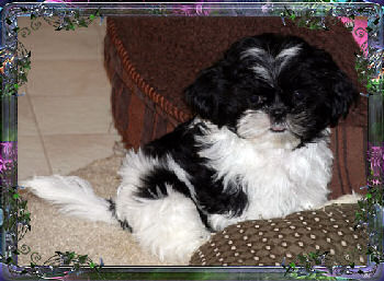 Misty tiny little female chinese imperial shih tzu puppy teacup